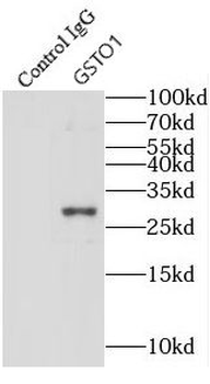 GSTO1 Antibody