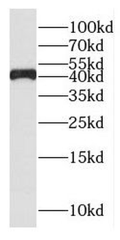 GTF2H2 Antibody