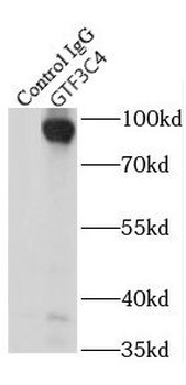GTF3C4 Antibody