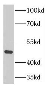 GTPBP3 Antibody