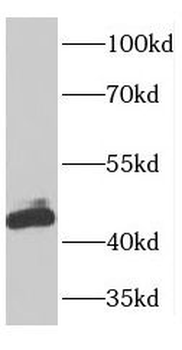 OLA1 Antibody