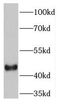 GULP1 Antibody