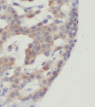 GULP1 Antibody