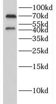 GYG2 Antibody