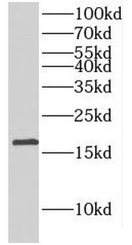 Histone H3.3 Rabbit Polyclonal Antibody