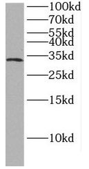 HAAO Antibody