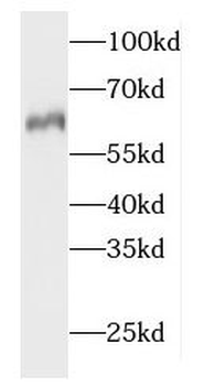 HACL1 Antibody