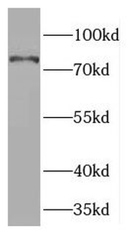 HAP1 Rabbit Polyclonal Antibody