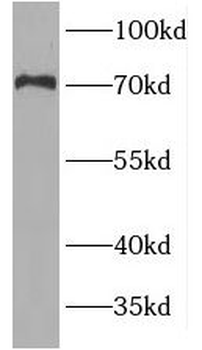 USH1C Antibody