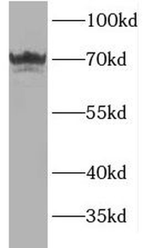 USH1C Antibody