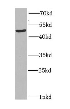 HAT1 Antibody