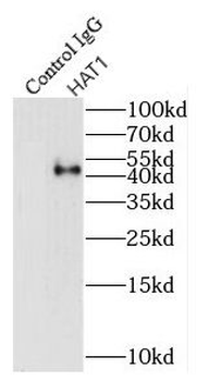 HAT1 Antibody