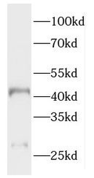 HAUS4 Antibody
