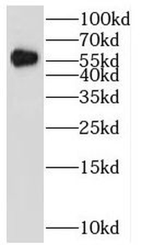 HBP1 Antibody