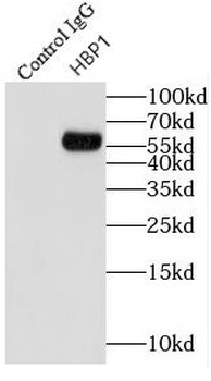 HBP1 Antibody