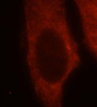 HBS1L Antibody