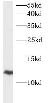LAMTOR5 Antibody