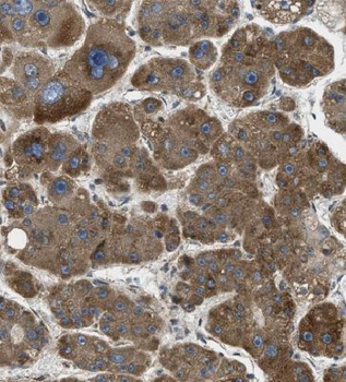 LAMTOR5 Antibody
