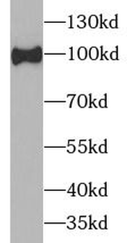 HCN1 Antibody