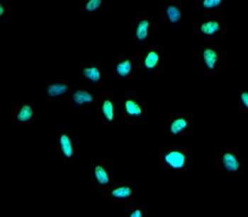 HDAC1 Antibody