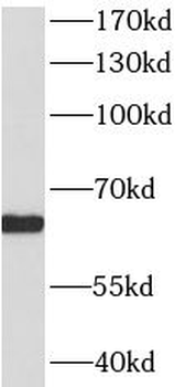 HDAC1 Mouse Monoclonal Antibody