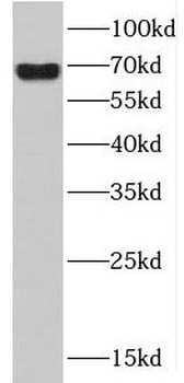 HDAC10 Antibody