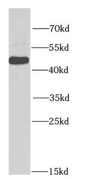 HDAC3 Rabbit Polyclonal Antibody