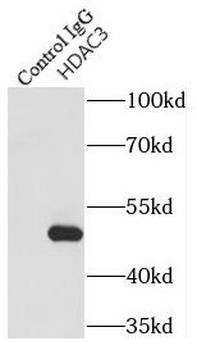 HDAC3 Rabbit Polyclonal Antibody