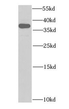 HDGF Antibody