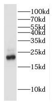 HEBP1 Rabbit Polyclonal Antibody
