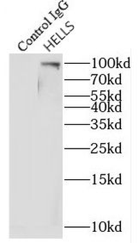 HELLS Antibody