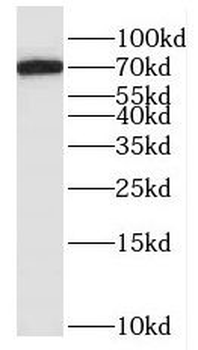 HPX Antibody