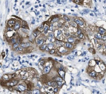HEPH Rabbit Polyclonal Antibody