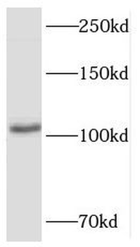 HERC4 Antibody