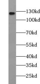 HERC5 Antibody