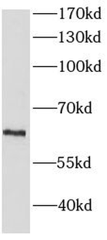 HEXA Mouse Monoclonal Antibody