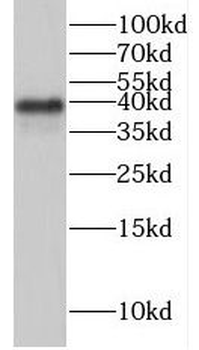 HEXIM2 Antibody