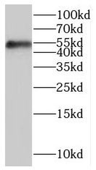 HFE Antibody