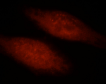 HIF1A Rabbit Polyclonal Antibody