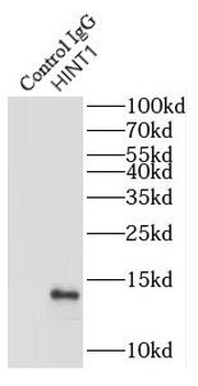 HINT1 Antibody