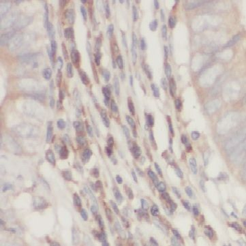 HINT1 Antibody