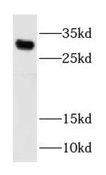 H1 6 Rabbit Polyclonal Antibody
