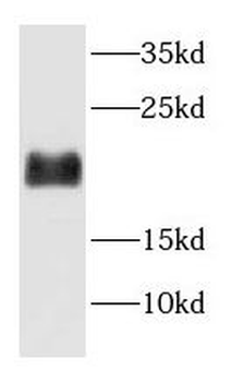 H3C1 Rabbit Polyclonal Antibody