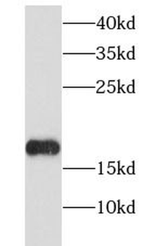 Histone H3.3 Rabbit Polyclonal Antibody