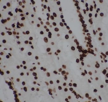 Histone H3.3 Rabbit Polyclonal Antibody