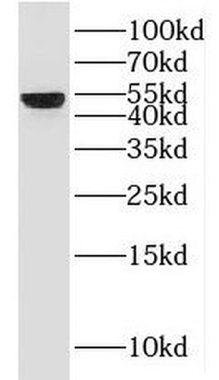 HLX Antibody