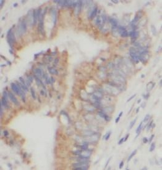 HMOX1 Antibody