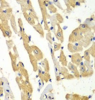 HNMT Antibody
