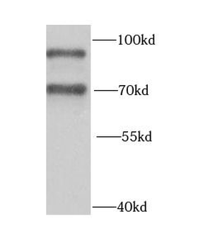 HNRNPR Antibody