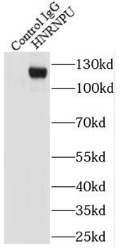 HNRNPU Antibody
